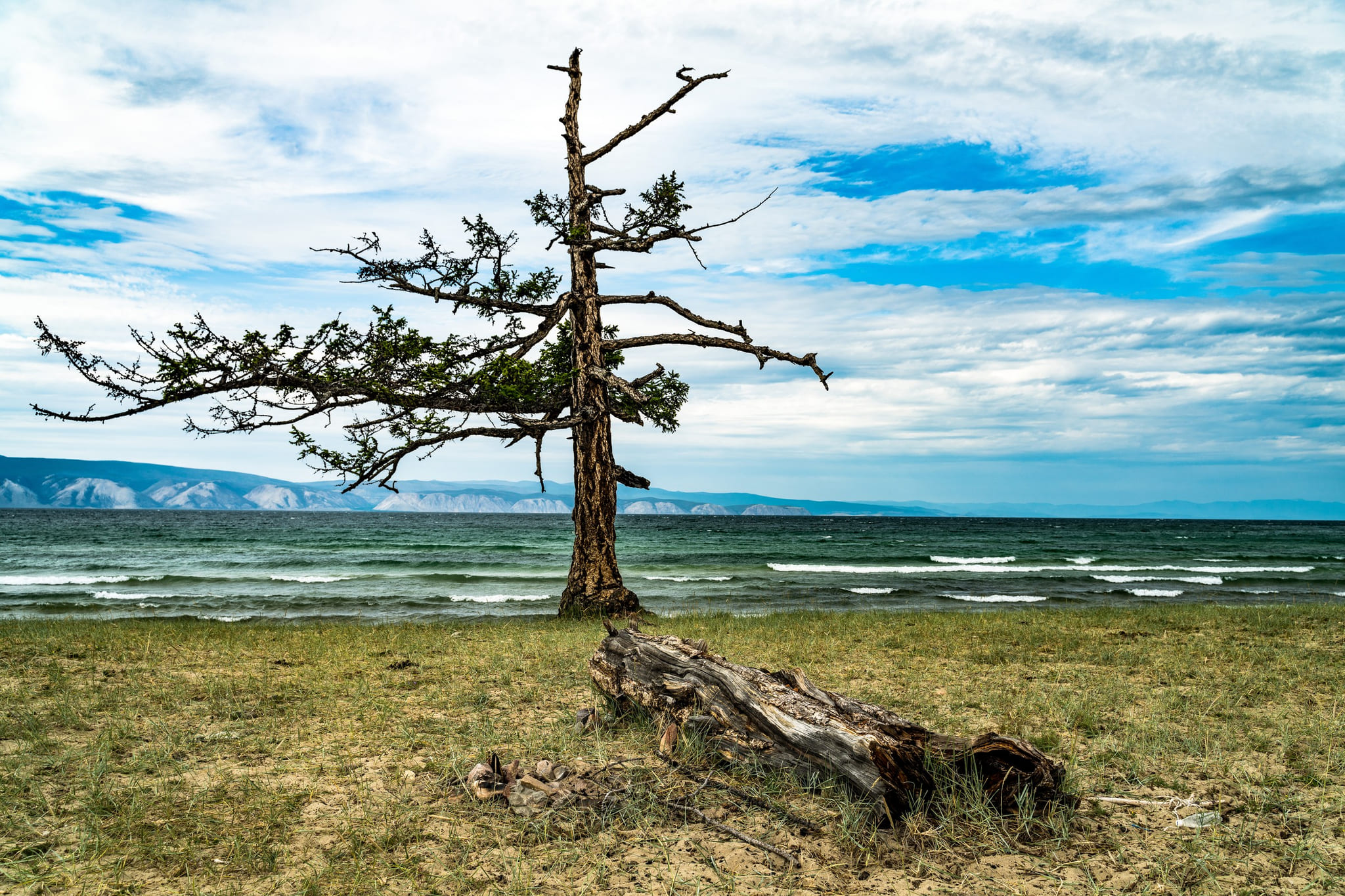 A lone tree on a stony shore